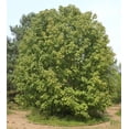 thumbnail image 5 of RedCrocus Acer Negundo Box Elder Tree- Fast-Growing Deciduous Tree for Landscaping and Shade 3 Gallon, 5 of 31