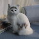 thumbnail image 5 of Figuras de gato realistas, juguetes de peluche, modelos de gatitos, muñeco de gato realista falso, decoración para el hogar y la oficina, regalos para niños, 5 of 5