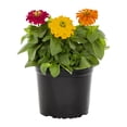 thumbnail image 2 of Expert Gardener 3QT Multicolor Zinnia Live Annual Plant Sun 2-Pack, 2 of 7