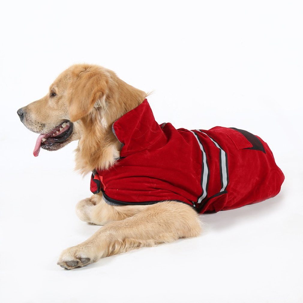 golden retriever winter coat