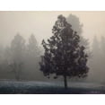 thumbnail image 2 of Vitaly Geyman 32x26 White Modern Wood Framed Wall Art Titled - Silent Night, 2 of 5
