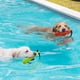thumbnail image 5 of Juguetes Interactivos para Perros, Juguetes Acuáticos para Perros, Juguetes para Masticar Parachoques con Cuerda, Adecuados para Entrenamiento y Juego Aire Libre Perros Verano A, 5 of 8