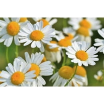 Roman Chamomile Seeds for Planting (500 Seeds) - Easy to Grow Herb and Wildflower