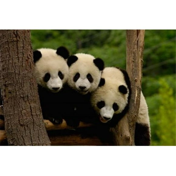 Danita Delimont PDDAS07POX0378B Three Giant Panda Bears Poster Print by Pete Oxford, 19 x 12