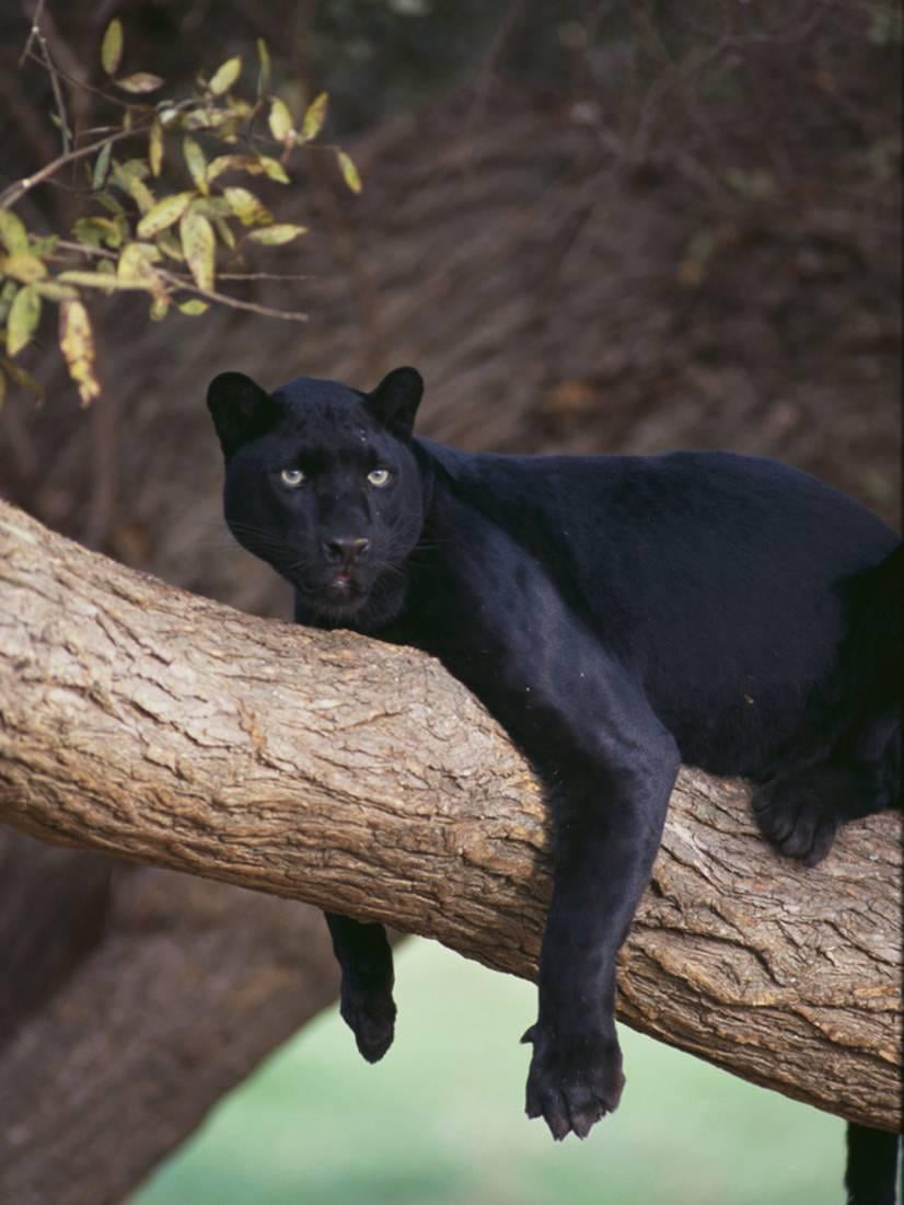 black panther tree topper