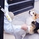 thumbnail image 3 of Correa para perros con mango antideslizante, correas para perros con cuerda para perros medianos y cachorros pequeños, 3 of 5