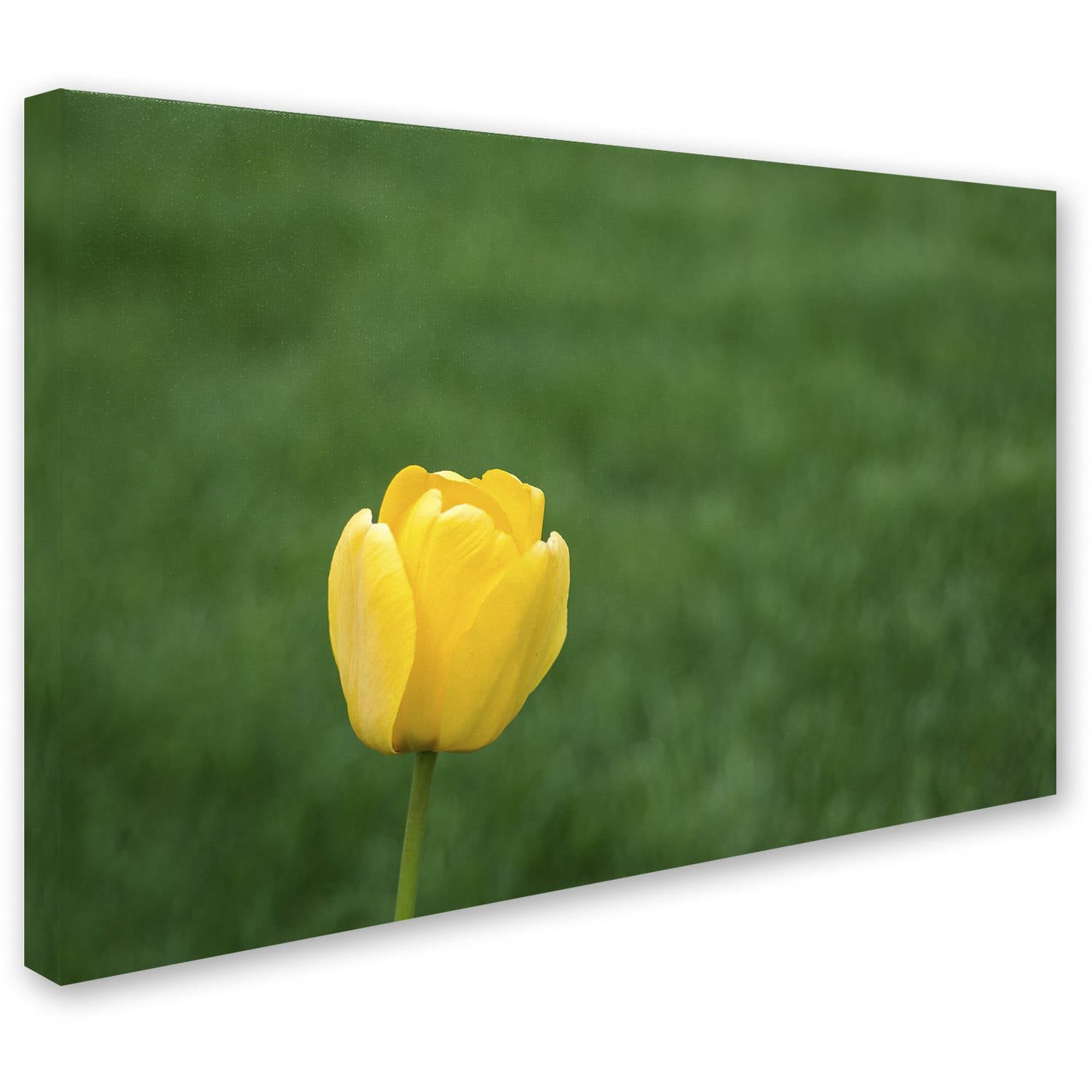 Trademark Fine Art "A Lone Yellow Tulip 2" Canvas Art by Kurt Shaffer