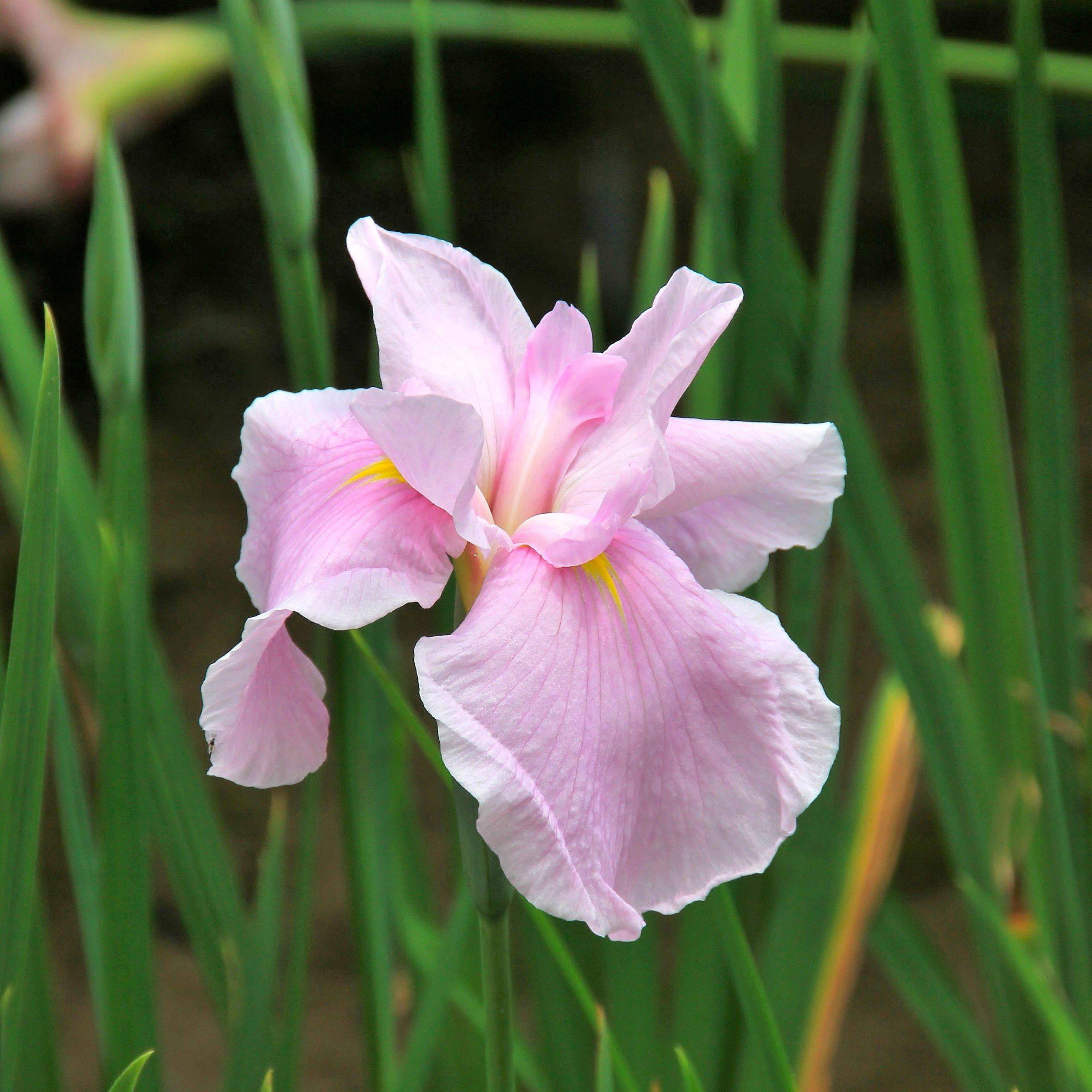 Japanese Iris Pink Lady 1 root rhizome - Spring Pink Flowers in Partial Sun
