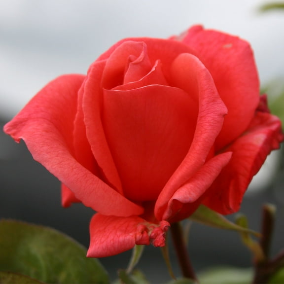 Leaping Salmon Climbing Rose by Heirloom Roses - Live Rose Bush