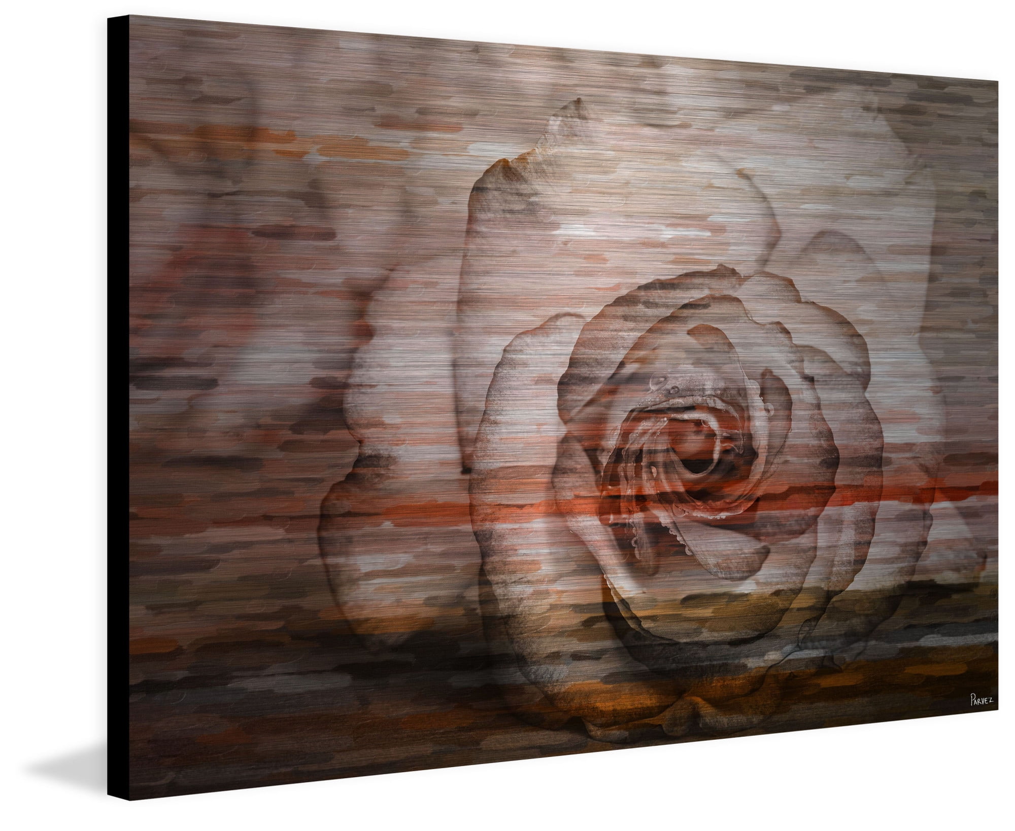 Parvez Taj Sleeping Rose Art Print on Brushed Aluminum