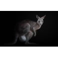 thumbnail image 2 of Kamera 18x13 White Modern Wood Framed Museum Art Print Titled - Kangaroo, 2 of 4
