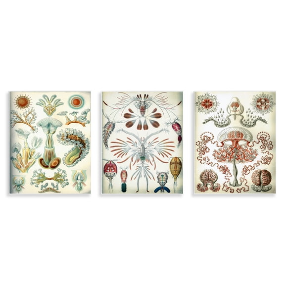 Stupell Industries Vintage Microscopic Crustaceans Animals Painting Unframed Art Print Wall Art, 11 x 14, Set of 3