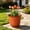 Brown B, variant on Wavy Rim Faux Terracotta Plastic Flower Planter,2.75*5.7 Inch Thickened Embossed Plant Pot with Drainage Holes, Shatterproof Decor Container for Tulips, Succulents, Indoor & Outdoor Garden Use