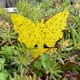 thumbnail image 4 of Trampa pegajosa para insectos para uso en interiores y exteriores, control de plagas de insectos, jardín, 12 unidades Sywqhk Libre de BPA, 4 of 7