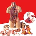 thumbnail image 1 of Lubelski Anatomical Human Torso Body Model Anatomy Internal Organ Medical Teaching Mold, 1 of 8