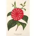 thumbnail image 3 of Charles Antoine Lemaire 11x14 Black Modern Framed Museum Art Print Titled - Camellia Stella Polare (1854-1896), 3 of 5