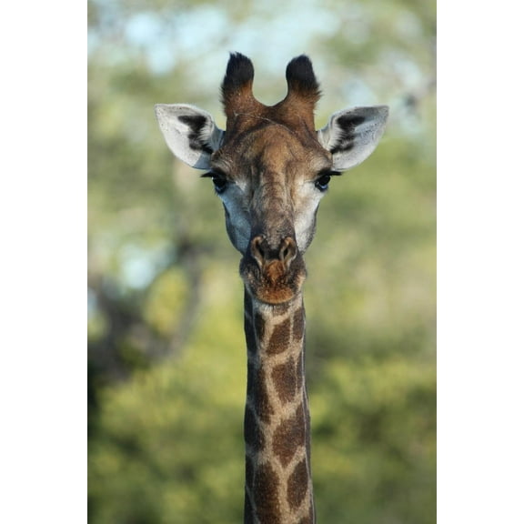 Boer Giraffe II Wall Decal