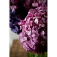 thumbnail image 3 of Millet, Karyn 13x18 Black Modern Framed Museum Art Print Titled - Hydrangea, 3 of 5