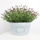 thumbnail image 4 of Plantas Simuladas de Burdeos onlyliua Paquete de Flores Falsas Decoración para Bodas, 4 of 6