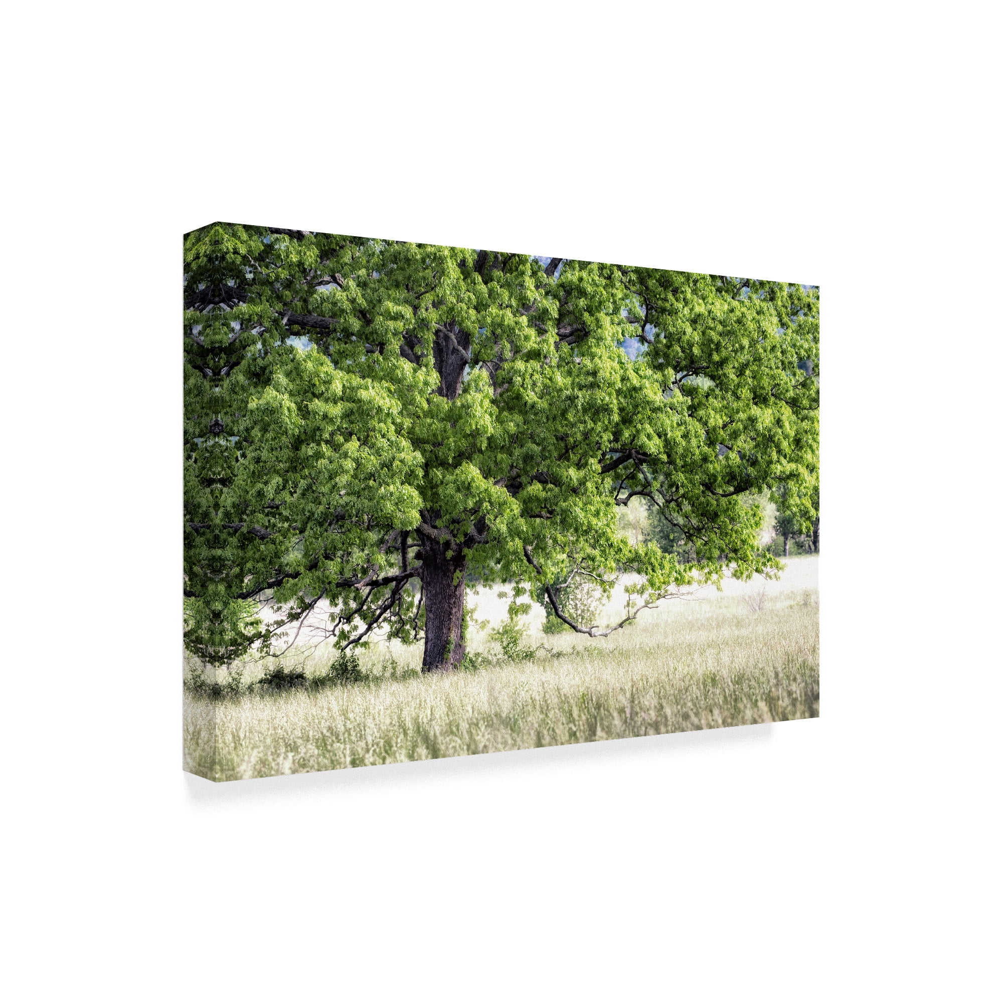 Trademark Fine Art 'Green Tree in Summer' Canvas Art by Danny Head