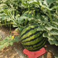 thumbnail image 2 of Melon Cradle, 100 Pcs Plastic Melon Cradle Supports Garden Plant Cradle Protection Rack Melon Squash Support Pad Mats for Watermelon Pumpkin and Squash, 2 of 8
