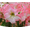 g, variant on Amaryllis bulbs   Home Garden Decoration Bright for Planting Perennials Bulbs for Planting Pots to Grow