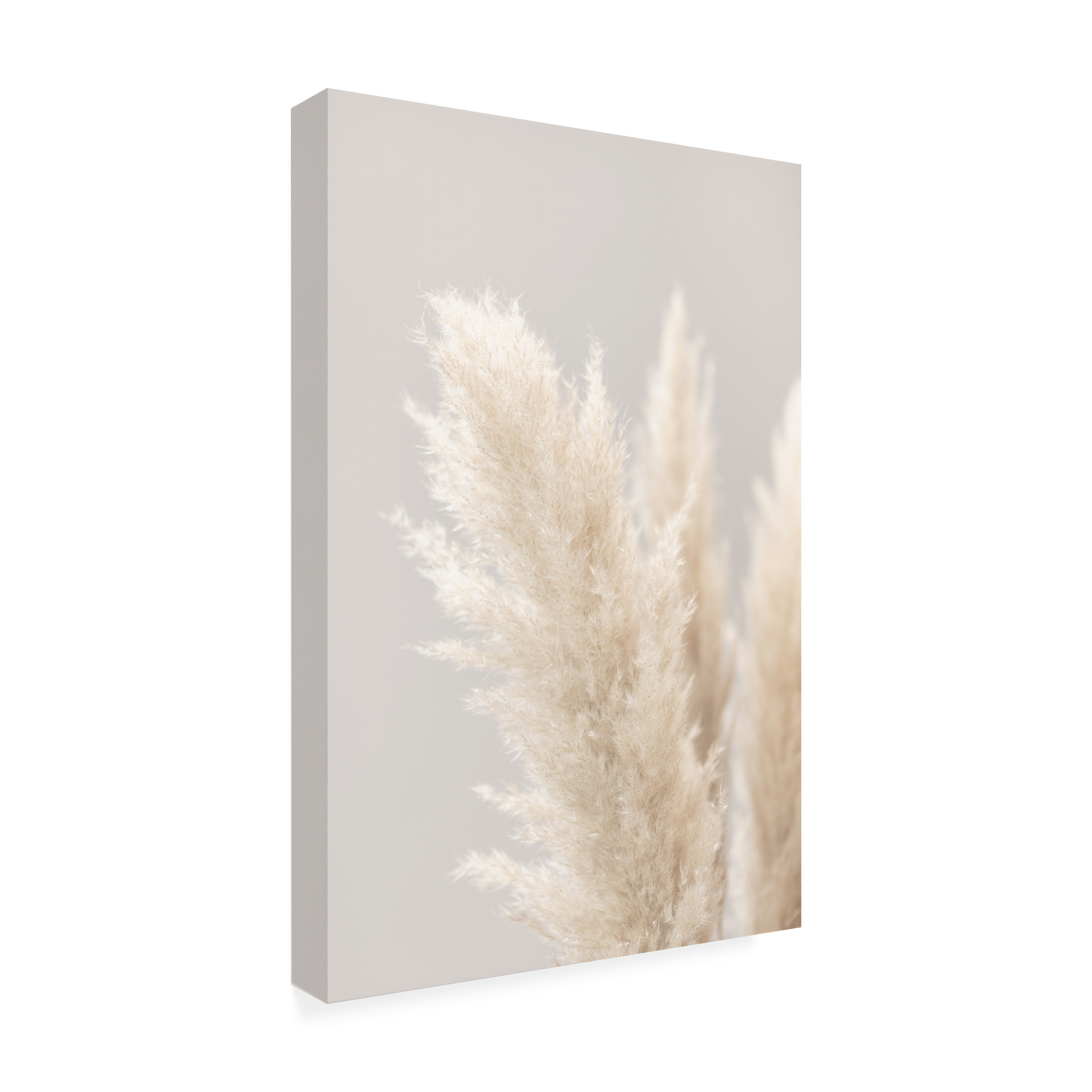 1x Studio III 'Pampas Grass Grey 03' Canvas Art