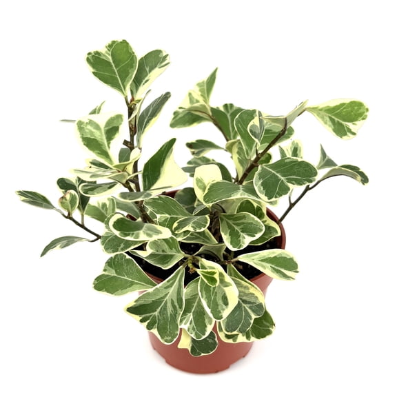 Ficus Triangularis Variegata Potted House Plants, 4" Pot