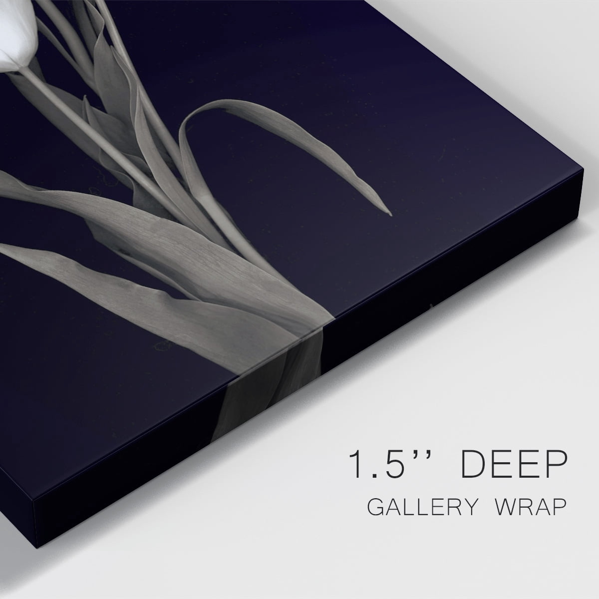 Tulip Pose I Premium Gallery Wrapped Canvas - Ready to Hang