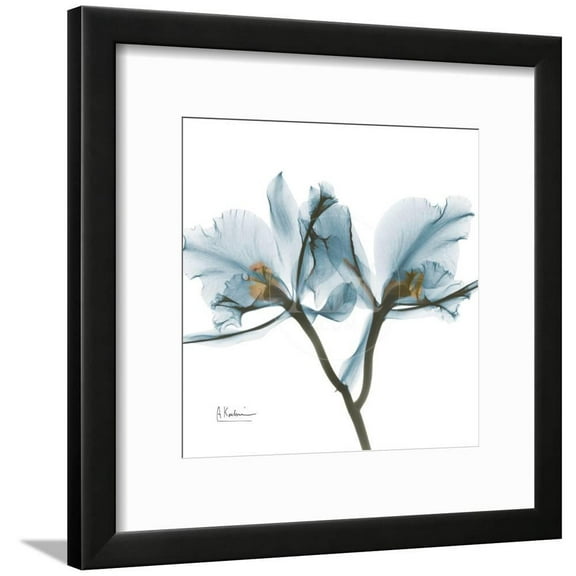 Orchid Blue, Framed Art Print Wall Art by Albert Koetsier Sold by Art.Com