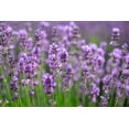 thumbnail image 3 of 2 Gallon (7.5L) Essence Purple Lavender, 3 of 3