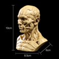 thumbnail image 1 of Dalazy 4 Human Model Anatomy Skull Head Muscle Drawing White#2 Grey, 1 of 6