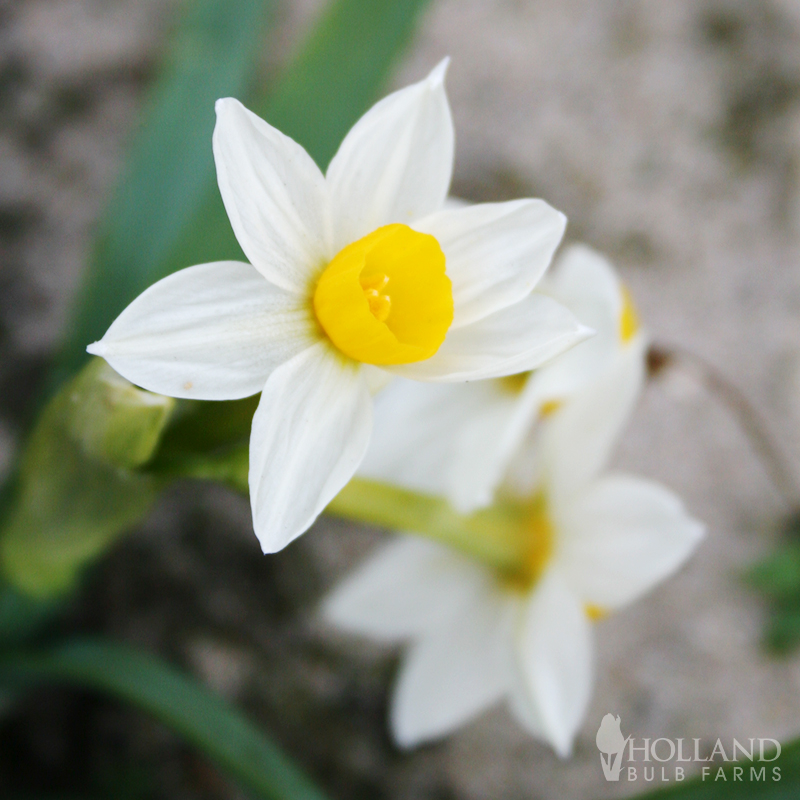 Canaliculatus Daffodil Jumbo Pack