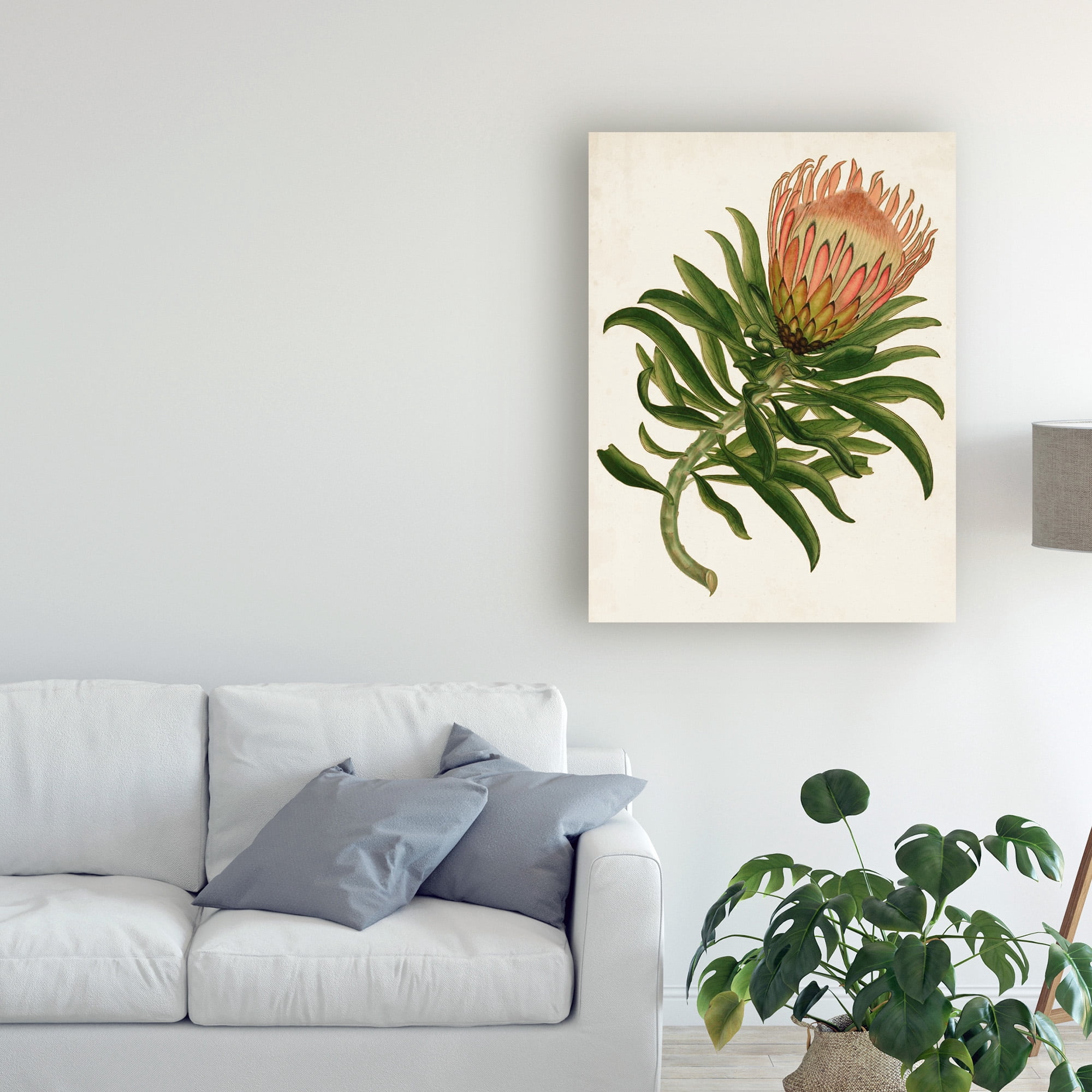Trademark Fine Art 'Antique Protea IV' Canvas Art by Unknown