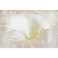 thumbnail image 2 of Murdock, Ramona 24x17 White Modern Wood Framed Museum Art Print Titled - Hollyhock Illusion, 2 of 4