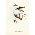 thumbnail image 2 of Gould, John 13x18 Black Ornate Wood Framed with Double Matting Museum Art Print Titled - Cockerells Honey-eater-Ptilotis Cockerelli, 2 of 4