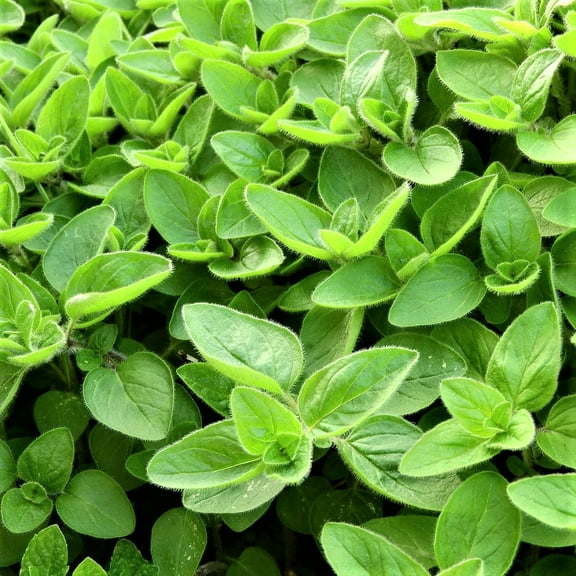 Sweet Marjoram Herb Seeds - 200 Count Seed Pack - a Cold-Sensitive Perennial herb or undershrub with Sweet Pine and Citrus Flavors - Country Creek LLC