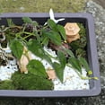 thumbnail image 4 of unbranded Para De Reptiles Artificiales Con Ventosas Para Terrario Y Hábitat, 4 of 6