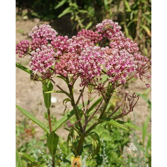Butterfly Milkweed SWAMP ROSE 50 Seeds - Mother Nature's Seeds - Wildflower Seeds - Flower Seeds for Planting - Non-GMO