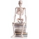 thumbnail image 4 of Halloween Skeletons Decorations, 16" Posable Plastic Skeleton, Full Body Skeleton with Movable Joints, Scary Skeletons fo Halloween Party Decor, 4 of 4