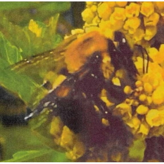 Broncho - Natural Pleasure - Music & Performance - Vinyl