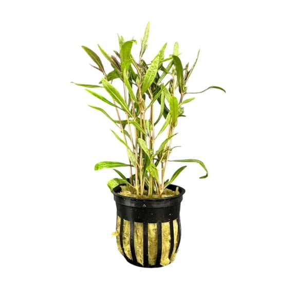 Hygrophila Araguaia (Hygro Lancea 'Araguaia') Potted Buy3get1free | Live Aquarium Plants