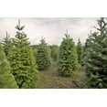 thumbnail image 6 of Grow Your Own CHRISTMAS TREE - Douglas Fir ( Pseudotsuga Menziesii ) Gift Packet of Tree Seeds ., 6 of 10