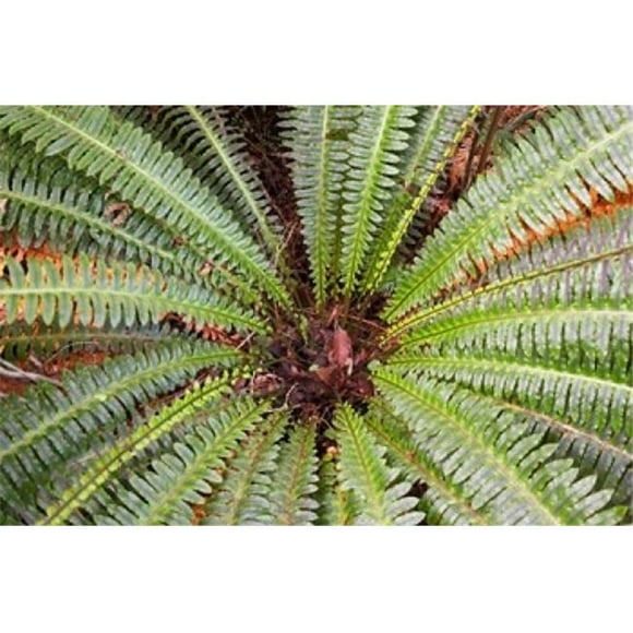 Danita Delimont PDDAU02DWA2163B Crown Fern Puipui West Coast South Island New Zealand Poster Print by David Wall, 17 x 11