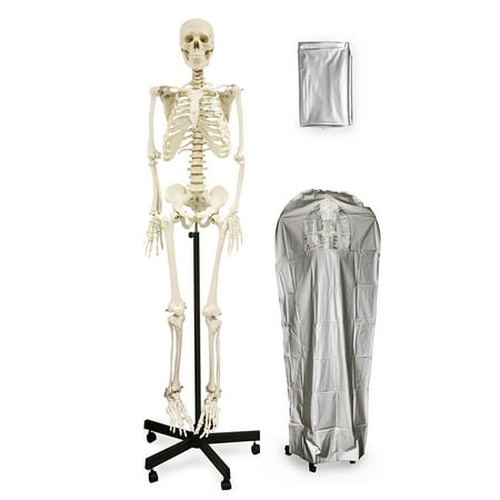Vision Scientific Full Size Human Skeleton-66” (168cm)