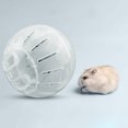 thumbnail image 4 of Fanático Correr Su Hámster Corredor Deportivo Suministra para Subir Nueva Pelota Rodante Fitness Gran Venta (12 Cm) (blanco), 4 of 9