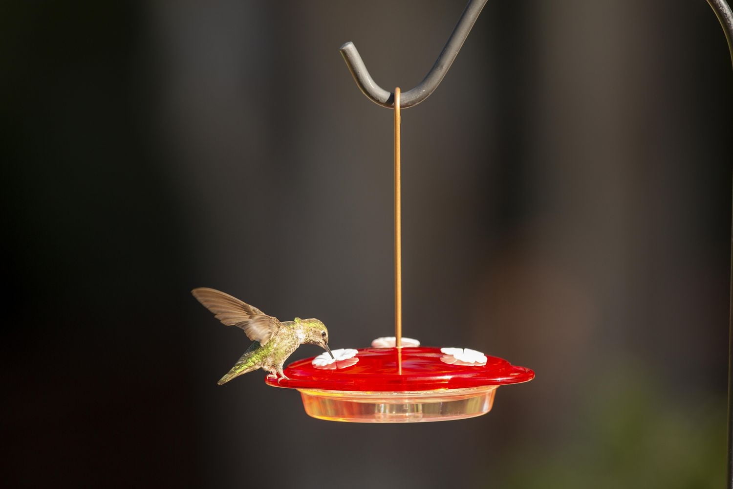 More Birds 3-in-1 Hummingbird Feeder - Red Hanging Multi-Use Feeder with 6oz Nectar Capacity & Bee Guard