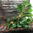thumbnail image 3 of Artificial Branch Decoration Leaves Plant Terrarium Tank Decor Climb Rest for Reptile Lizard(B), 3 of 8