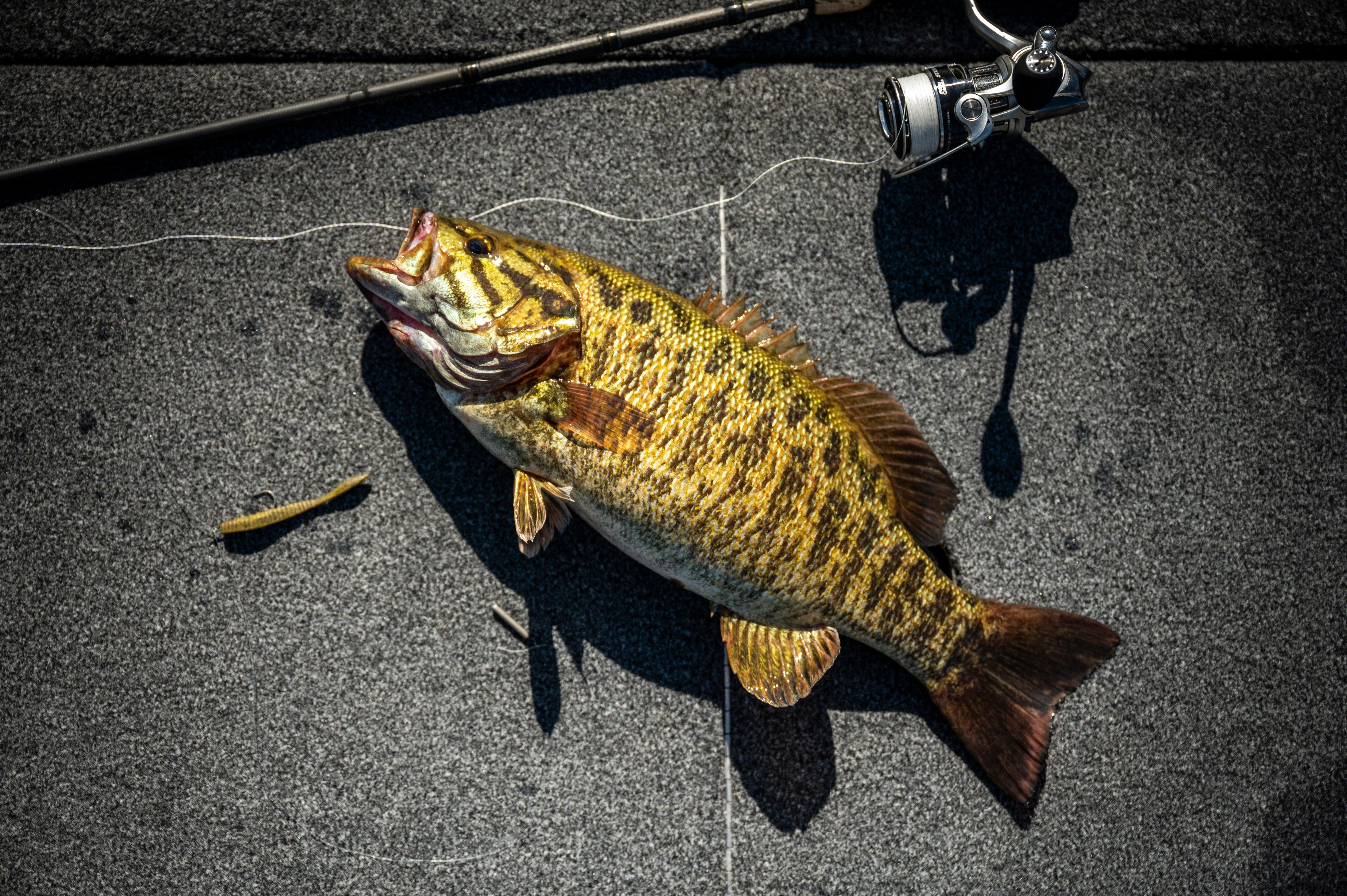 (2 pack) Berkley PowerBait® MaxScent Flat Worm Finesse Fishing Bait, Green Pumpkin, 3.6in | 9cm, Irresistible Scent & Flavor, Versatile Profile, Ideal for Drop Shot Presentation