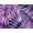 Palmtastic Purple, variant on Swim 365 Women's Plus Size Loop-Strap V-Neck Tummy Control Two-Piece Swim Dress